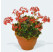 Pelargonium pac® Pelgardini® Vancouver Centennial / Muškát krúžkový, K7