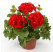 Pelargonium zonale ´pac®Victor´ / Muškát krúžkovaný, bal. 6 ks sadbovačov