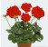 Pelargonium zonale pac®´ Victoria´ / Muškát krúžkový, bal. 6 ks, 6xK7