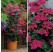 Pelargonium PAC® ´Antik Violet´ / Muškát rýchlo rastúci, bal. 3 ks, 3 x K7