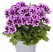 Pelargonium grandiflorum ´Aristo Lilac Purple´ / Muškát veľkokvetý fialový, K7