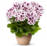 Pelargonium grandiflorum PAC® ´Aristo Purple Stripes´ / Muškát veľkokvetý, bal. 6 ks, 6x K7
