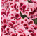 Pelargonium grandiflorum ´pac®Aristo®Strawberry Cream´ / Muškát veľkokvetý, K7