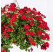 Pelargonium peltatum pac®´Becky´ / Muškát previsnutý, bal. 6 ks, 6x K7