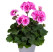 Pelargonium zonale pac®´Belinda´ / Muškát krúžkový, bal. 6 ks, 6x K7
