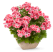 Pelargonium hybr. ´Candy Flowers Peach Cloud´ / Muškát hybridný, K7