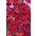 Pelargonium grandiflorum Clarion®Dark Red´ / Muškát veľkokvetý, bal. 6 ks, 6x K7