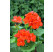 Pelargonium x zonale Grandeur® ´Classic Orange´ / Muškát , K7