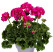 Pelargonium zonale ´pac®Ellen´ / Muškát krúžkovaný, K7