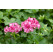 Pelargonium pelt. ´Mexica Amy´ / Muškát, bal. 6 ks sadbovačov