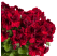 Pelargonium grandiflorum ´pac®Aristo®Deep Red´ / Muškát veľkokvetý, bal. 6 ks, 6x K7