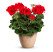 Pelargonium peltatum x zonale pac.TWOinONE® ´Scarlet Kiss´ / Muškát, K7