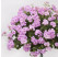 Pelargonium peltatum ´Rosy´ / Muškát previslý fialový, bal. 6 ks, 6x K7