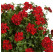 Pelargonium pelt. ´pac®Ruby´ / Muškát, bal. 3 ks, 3x K7