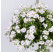Pelargonium pelt. ´pac®Sandy´ / Muškát, K7