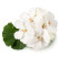 Pelargonium zonale ´White Ice´ / Muškát krúžkový biely, K7