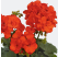 Pelargonium zonale ´Shocking Orange´ / Muškát krúžkový , bal. 6 ks sadbovačov