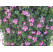 Pelargonium peltatum ´Acapulco´ / Muškát previs., bal. 6 ks, 6x K7