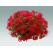 Pelargonium peltatum ´Evka´ / Muškát previslý červený, K7