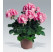 Pelargonium zonale ´Candy Rose´ / Muškát krúžkový ružový, K7