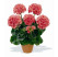 Pelargonium zonale ´Bergpalais´ / Muškát krúžkový lososový , bal. 6 ks sadbovačov