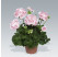 Pelargonium zonale ´Salmon Princess´ / Muškát krúžkový ružový, K7