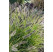 Pennisetum alopecuroides ´Black Beauty´ / Perovec, K9