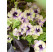 Petunia Amazonas ™ ´Plum Cockatoo´ / Petúnia, bal. 6 ks, 6x K7