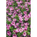 Petunia hybr. Littletunia™ ´Pink´ / Petúnia, bal. 6 ks, 6x K7