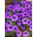 Petunia Splash Dance® ´Moon Walk´ / Petúnia, bal. 3 ks, 3x K7