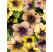 Petunia x atkinsiana ´Ray ™ ´Shadow´ / Petúnia, bal. 6 ks, 6x K7