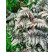 Athyrium nipponicum ´Pewter Lace´ / Papradka, K9