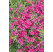 Phlox subulata ´Scarlet Flame´ / Flox šidlolistý, K9