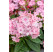Phlox paniculata Sweet Summer® 'Compact Pink With Eye' / Flox metlinatý, C1,5