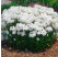Phlox 'Minnie Pearl' / Flox, K9