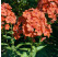 Phlox paniculata 'Adessa® Orange' / Flox metlinatý, K9