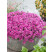 Phlox subulata ´Samson´  / Flox šidlolistý tmavoružový s okom, K9
