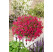 Phlox subulata 'Atropupurea'  / Flox šidlolistý , K9