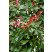 Photinia fraseri ´Little Red Robin´ / Červienka, C3