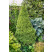 Picea glauca ´Conica´ / Smrek biely kužeľovitý, 40-50 cm, C2
