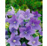 Platycodon grandiflorum ´Astra Blue´ / Balónovec, K9