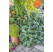 Plectranthus amboinicus ´Malibu®´ / Rýmovník / Nádchovník, K9