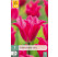 Tulipa ´Pretty Love´ / Tulipán, bal. 7 ks, 11/12