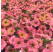 Petunia Prettytoonia®´Apricot´ / Petúnia, bal. 6 ks, 6x K7