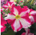 Petunia Prettytoonia®´Pink Jet´ / Petúnia, bal. 3 ks, 3x K7