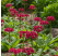 Primula japonica 'Miller's Crimson' / Prvosienka japonská, K9