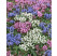 Prunella grandiflora ´Alba´ / Prunela, K9