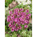 Prunella grandiflora ´Rubra´ / Prunela, K9