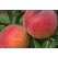 Prunus persica ´Suncrest´ / Broskyňa, br.sem.