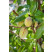 Prunus dulcis ´Tuono´ / Mandľa, GF677